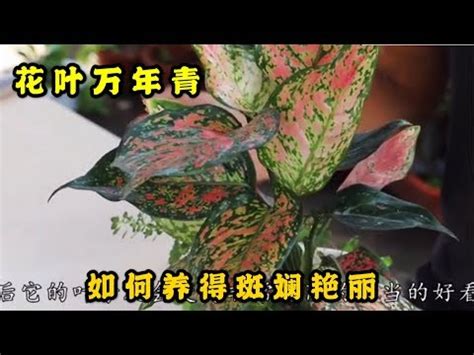 紅葉萬年青開花|紅葉萬年青的栽培